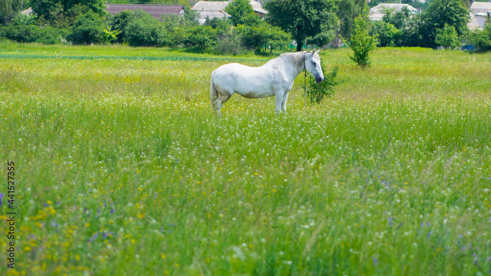 Fototapeta premium beautiful white horse on green grass in the field. Arabian horse, white horse stands in an agriculture field with juicy grass in sunny weather. strong, hardy and fast animal. grazing in the meadow