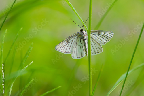Large butterfly with rigid wings with a distinct black nervatura. White beautiful butterfly Aporia crataegi on the green grass. macro nature, insect close-up. summer time. Usually inhabits dry meadows