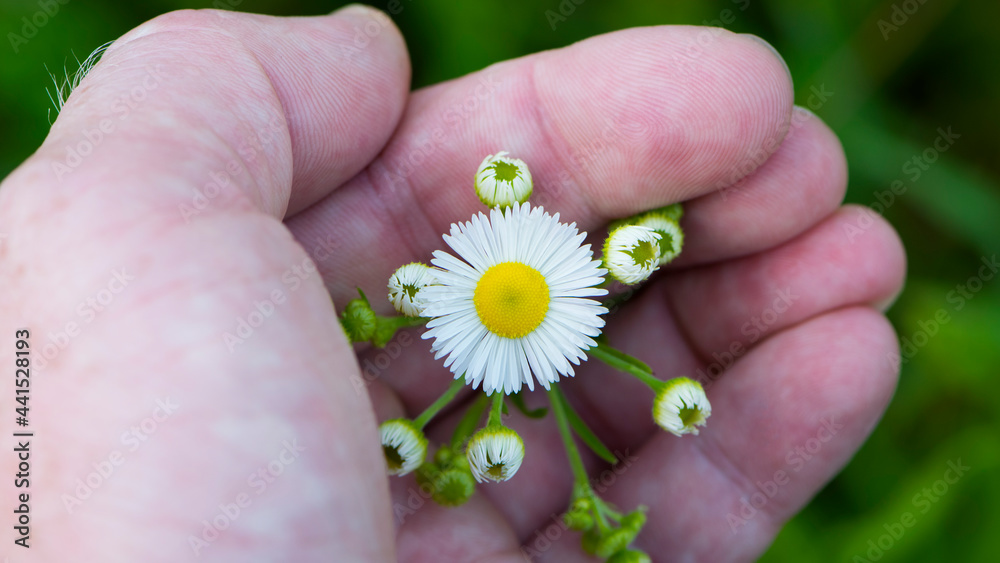 small field daisies in a man's hand. Man's palm with chamomiles on sunny summer day. Collecting pharmacy chamomile for chamomile tea. Medicinal plant in the hand. Closeup small field daisies in a man's hand. Man's palm with chamomiles on sunny summer day. Collecting pharmacy chamomile for chamomile tea. Medicinal plant in the hand. Closeup