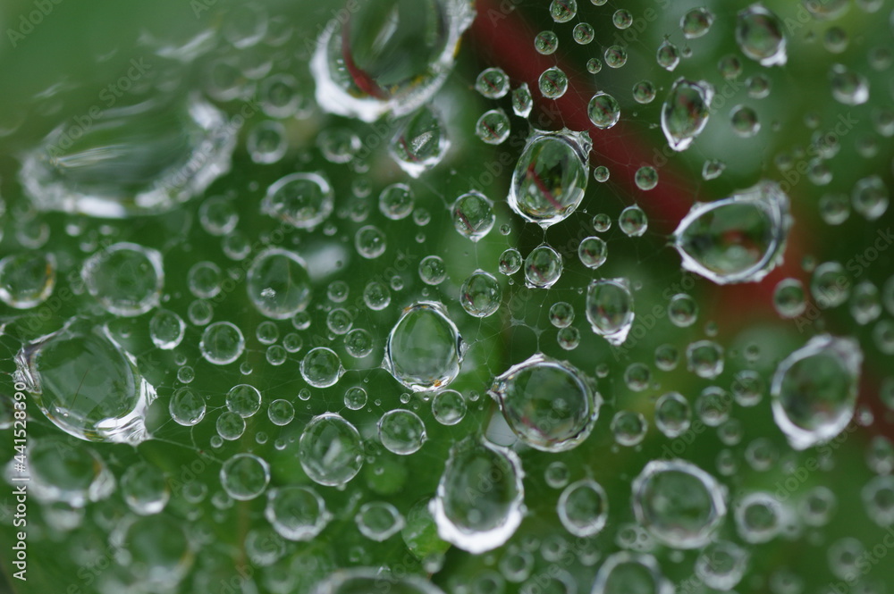 クモの巣に付いた水滴（雨の雫、雨上がり、水玉）