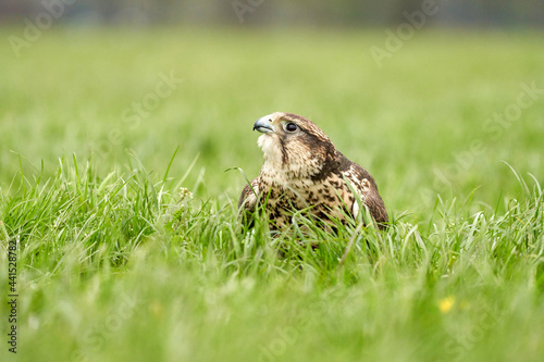 Close-up of a buzzard bird of prey head. Sits in the grass with blood on its beak photo