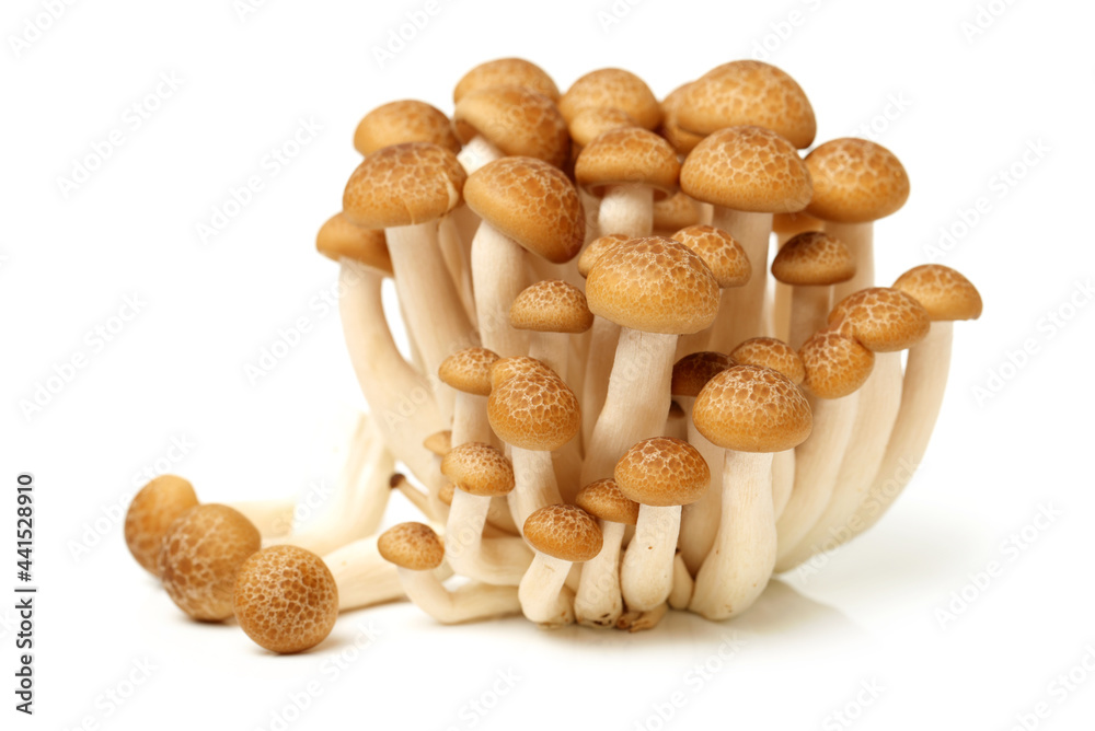 Fototapeta premium brown beech mushroom on white background 