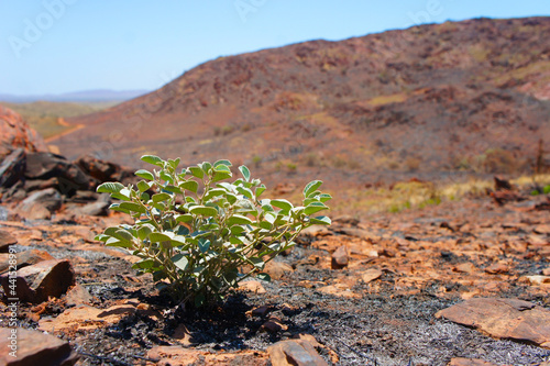  Desert land regrowth after back burn photo