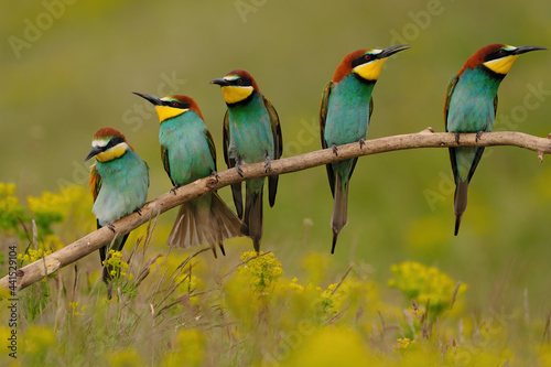 Group of colorful bee-eater on tree branch, against of yellow flowers background