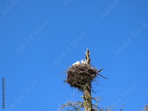 Stork in nest high on top of leafless larch tree in early spring in the biggest white stork 'Ciconia ciconia' colony in the Baltic states - Matisi, Latvia  photo