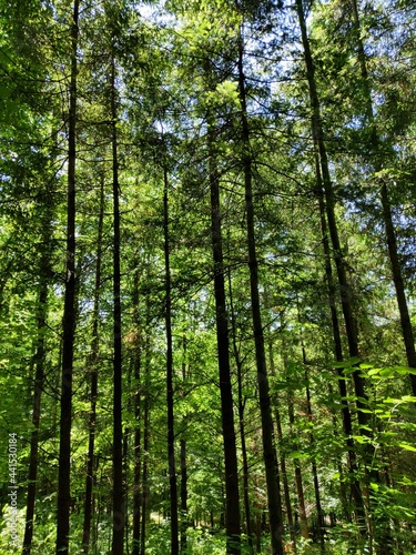 trees in the forest