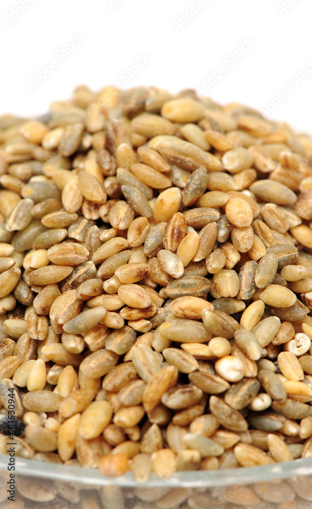 Highland barley is a variant of barley, mainly in Tibet, is the staple food of Tibetan people on white background Highland barley is a variant of barley, mainly in Tibet, is the staple food of Tibetan people on white background