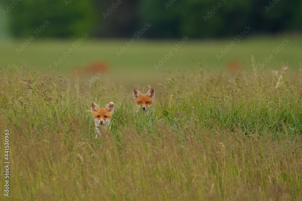 Little fox cubs in the meadow Little fox cubs in the meadow