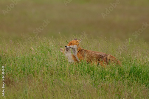 Quadro em tela Fox cub playing with the mother fox on the meadow