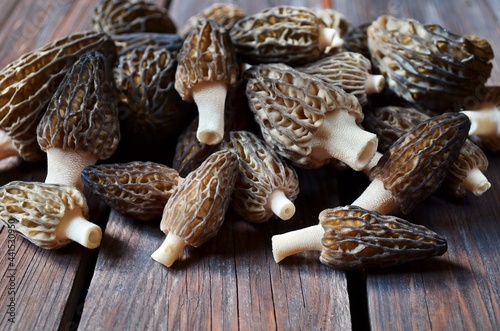 Pile of freshly harvested spring edible morel mushrooms
