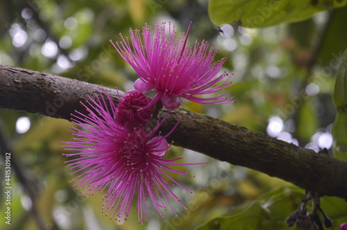 Detail of purple flower. This flower is a guava flower or called 