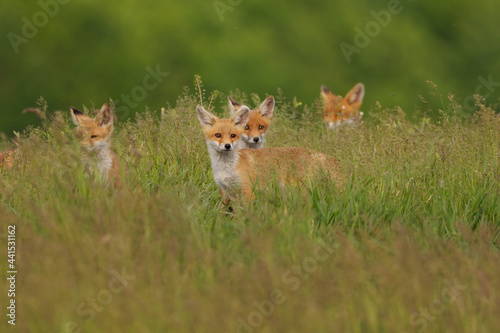 Little fox cubs in the meadow