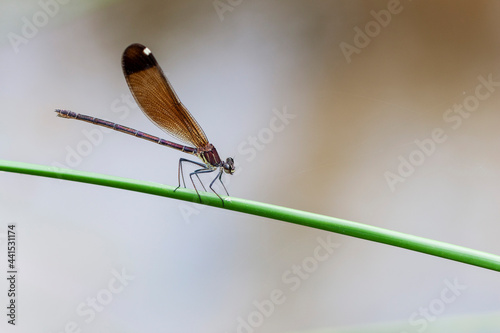  Calopteryx haemorrhoidalis Caloptéryx méditerranéen en gros plan mâle et femelle photo