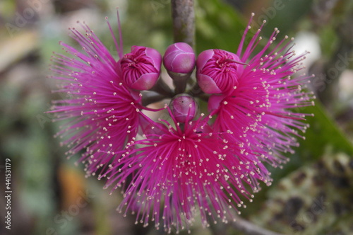 Detail of purple flower. This flower is a guava flower or called 