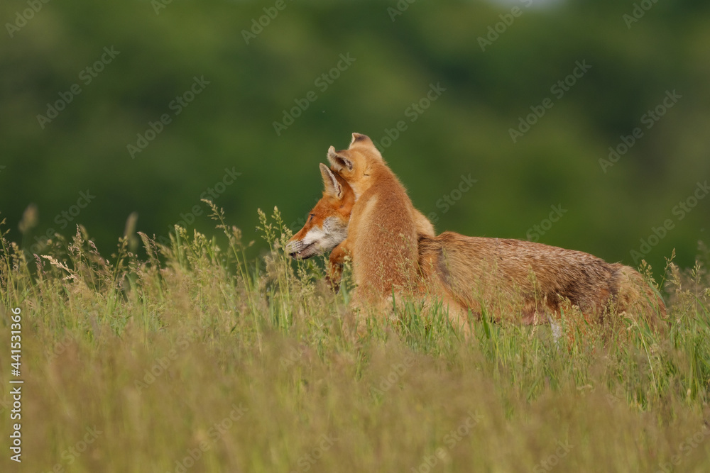 Fox cub playing with the mother fox on the meadow Fox cub playing with the mother fox on the meadow