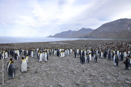 King Penguins breeding colony at St Andrews Bay  South Georgia Island