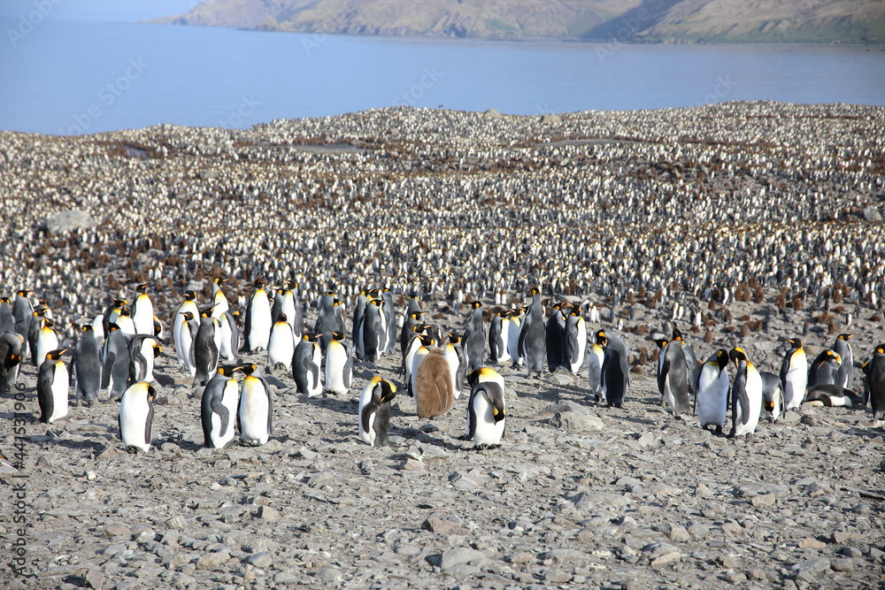 Obraz premium King Penguins breeding colony at St Andrews Bay, South Georgia Island