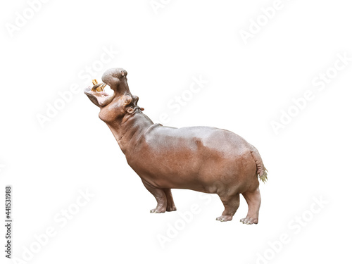 Hippo open mouth and standing isolated on white background   clipping path