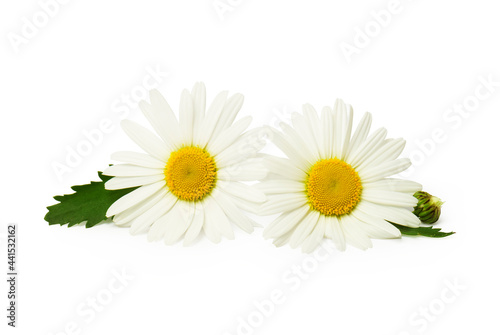 Fototapeta Naklejka Na Ścianę i Meble -  Beautiful daisy isolated on white background