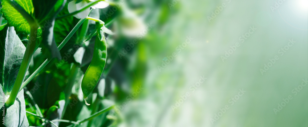 Obraz premium Banner with pod of green peas growing in garden on farm with place for text. Gardening background with green plants. Pea pod close up banner.