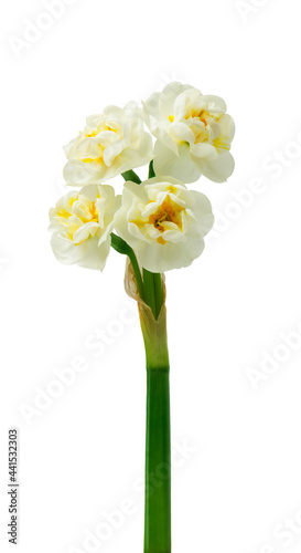 Spring floral border, beautiful fresh daffodils flowers, isolated on white background. Selective focus