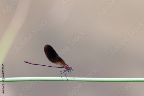 Calopteryx haemorrhoidalis Caloptéryx méditerranéen en gros plan mâle et femelle photo