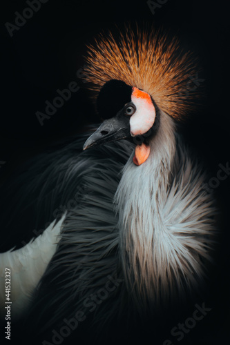 black crowned crane. crane looking. crane on dark background.