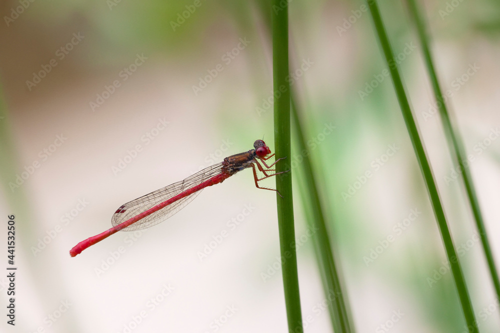 Ceriagrion tenellum Agrion délicat perché sur de la végétation de bord de ruisseau Ceriagrion tenellum Agrion délicat perché sur de la végétation de bord de ruisseau