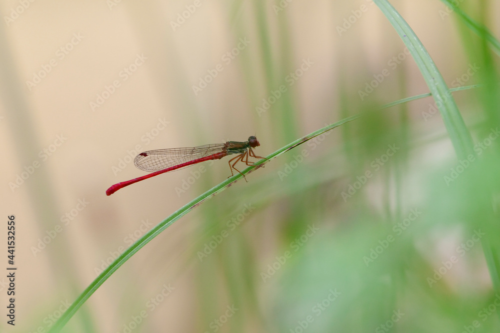 Ceriagrion tenellum Agrion délicat perché sur de la végétation de bord de ruisseau Ceriagrion tenellum Agrion délicat perché sur de la végétation de bord de ruisseau