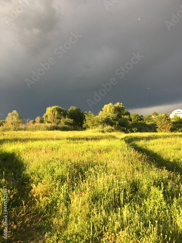 Fototapeta Naklejka Na Ścianę i Meble -  green field and sky
