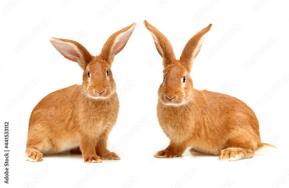 Obraz premium rabbits isolated on white background 