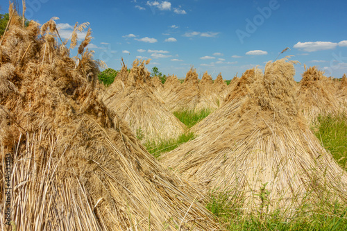 Drying reeds near Neusiedler See lake in the Burgenland Austria photo