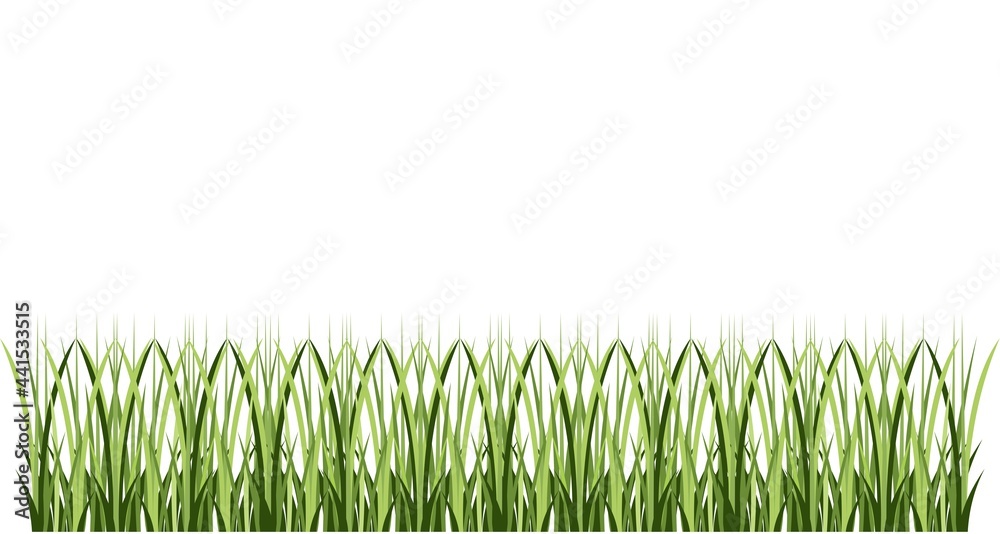 green grass isolated on white green grass isolated on white