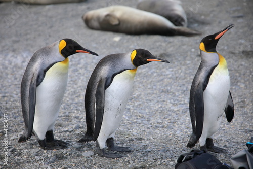 King penguins at St Andrews Bay  South Georgia Island