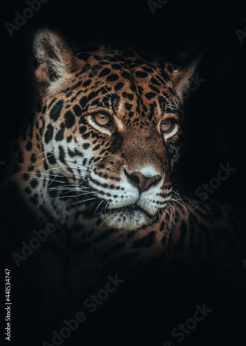 close up portrait of a leopard. jaguar ready to hunt.