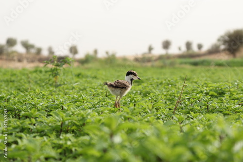 Chick of Red-wattled Lapwing walking in the green grass