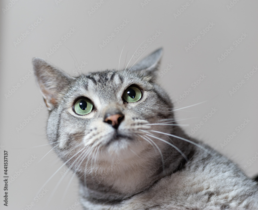 Obraz premium 見つめる猫 サバトラ猫