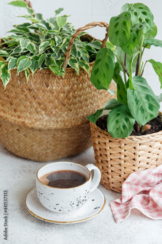 Ficus benjamin in a straw basket  maranta kerchoveana and cup of coffee