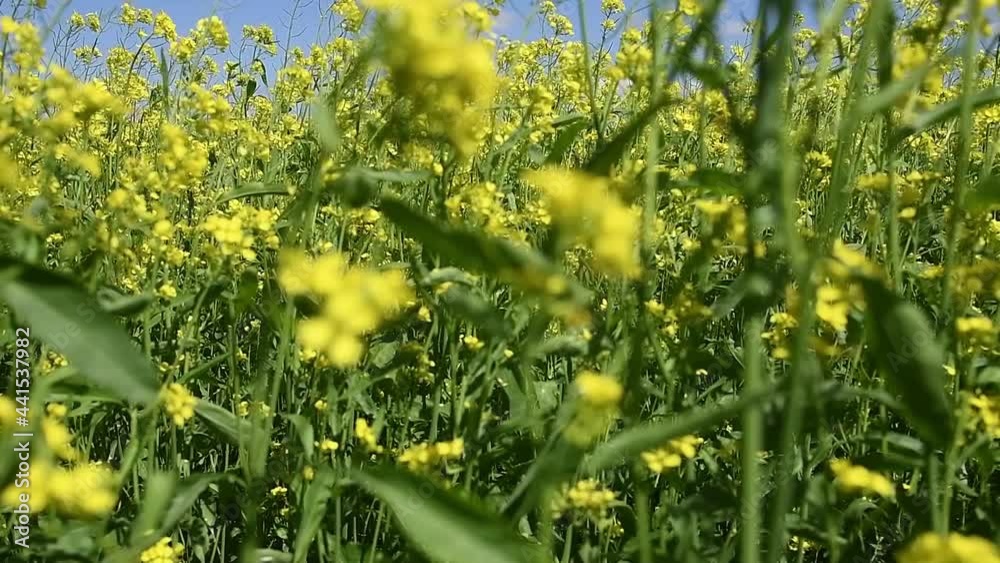 Mustard flower field is full blooming Mustard flower field is full blooming
