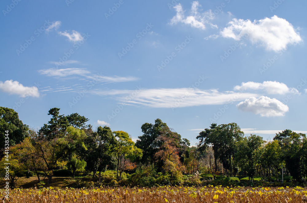 Obraz premium 大阪の秋の空