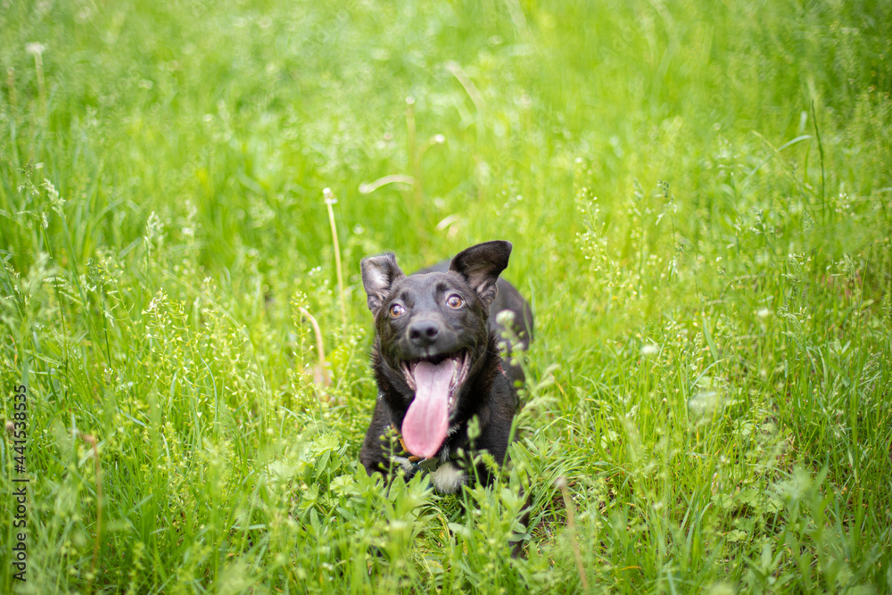 Funny little black dog in the grass