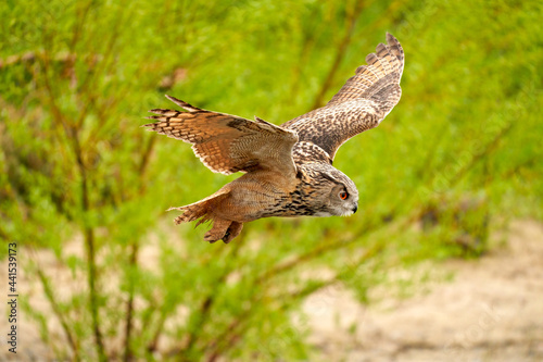 Eagle Owl, flies over grass, sand and undergrowth. The bird of prey seen from the side. The wings spread wide