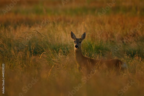 Fototapeta Naklejka Na Ścianę i Meble -  Female Roe deer on the field