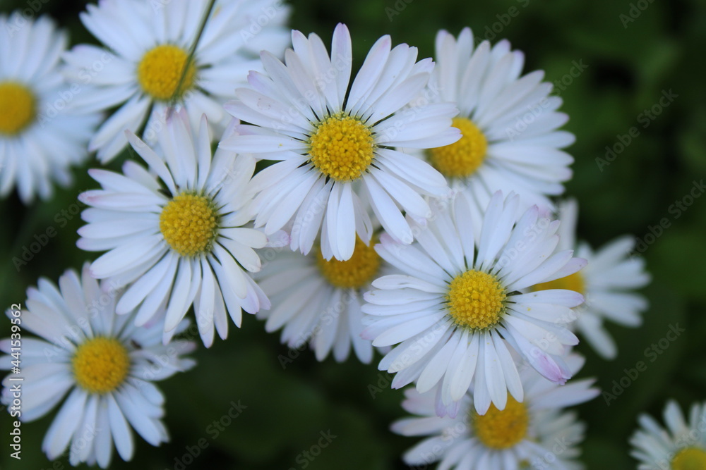 Obraz premium daisies in the garden