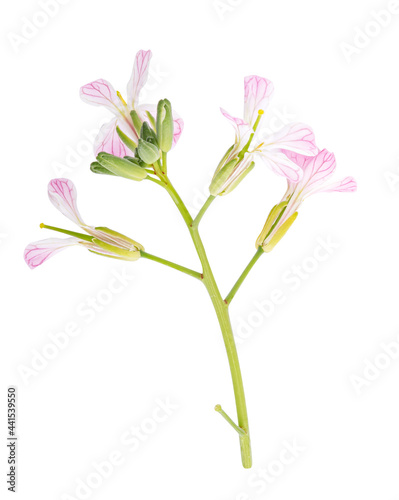 Radish flower isolated on a white background. Clipping path