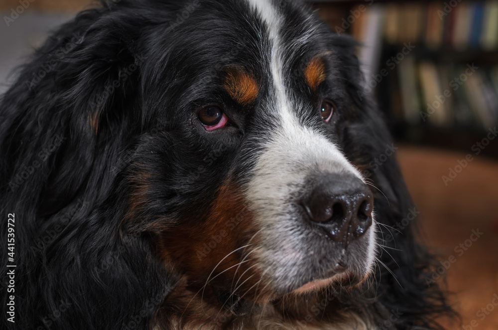 Head of a dog with sad eyes of the Bernese Mountain Dog breed	
