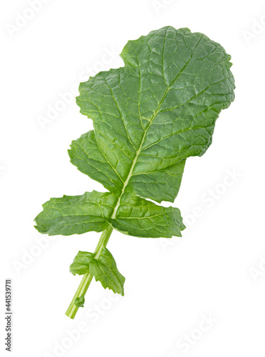 Radish leaf isolated on a white background. Clipping path
