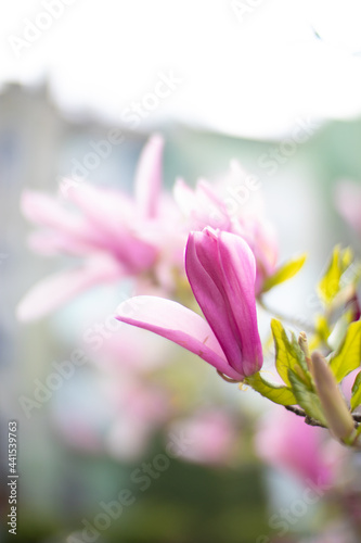 Magnolia flowers on tree branches