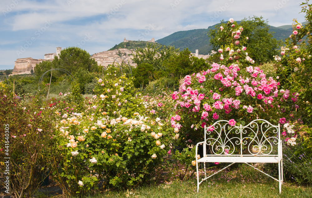 Romantic english rose garden with whtie bench and Assisi in the background