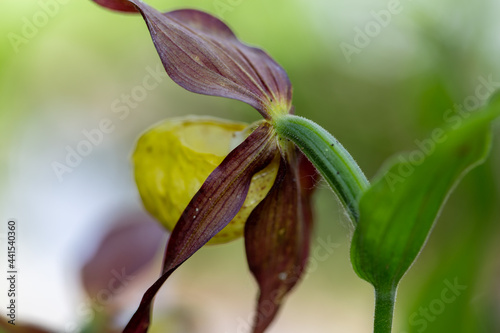 wild plants and flowers botanical garden esperia regional natural park frignano modena photo